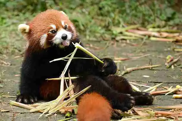 Red Panda Holding Bamboo While Eating