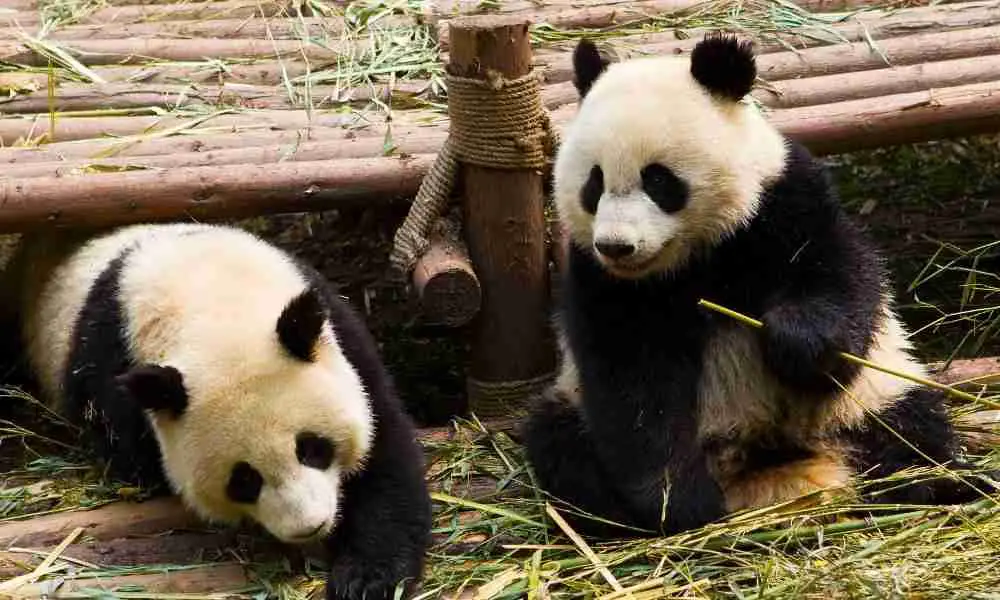two giant pandas communicating