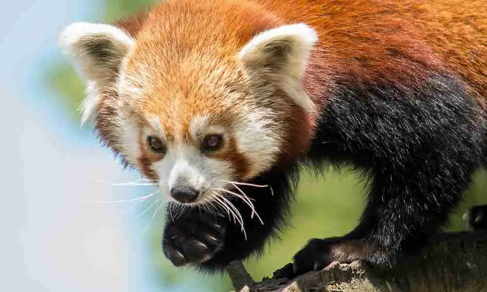 Aggressive red panda blog