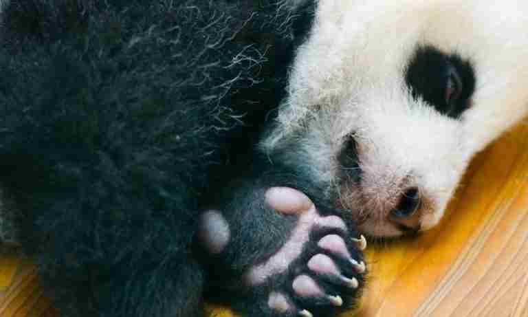 Why Do Giant Pandas Spend Summer Inside Explained - vrogue.co