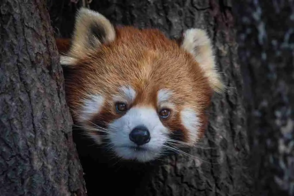 A Red Panda Hiding Between Two Trees