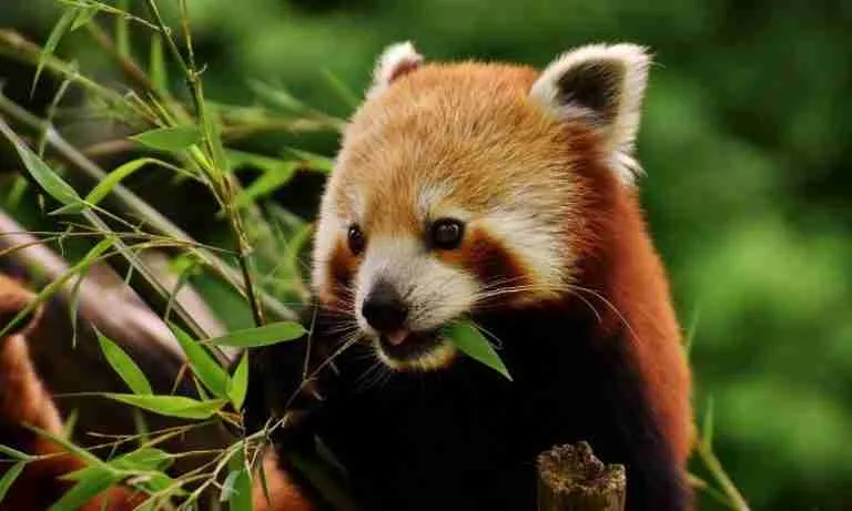 What Do Red Pandas Like To Eat Blog Header
