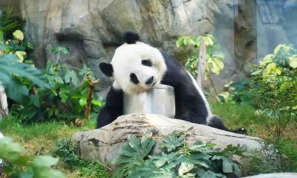 Why Are Giant Pandas So Dumb? (4 Reasons Why!)