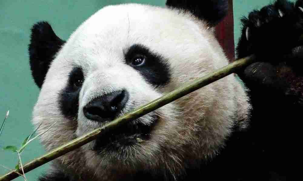 Do Giant Pandas Have Six Fingers (Solved & Explained!)