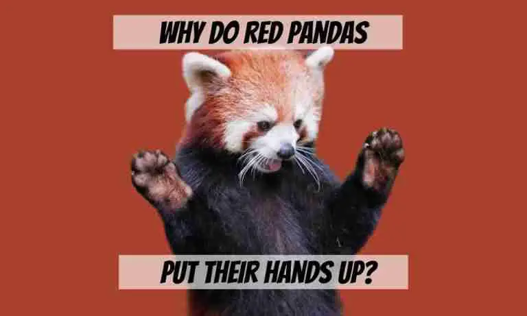 Why Do Red Pandas Put Their Hands Up Blog Header