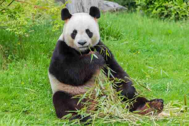 Giant Panda Eating Bamboo