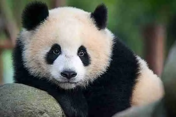Cute Giant Panda