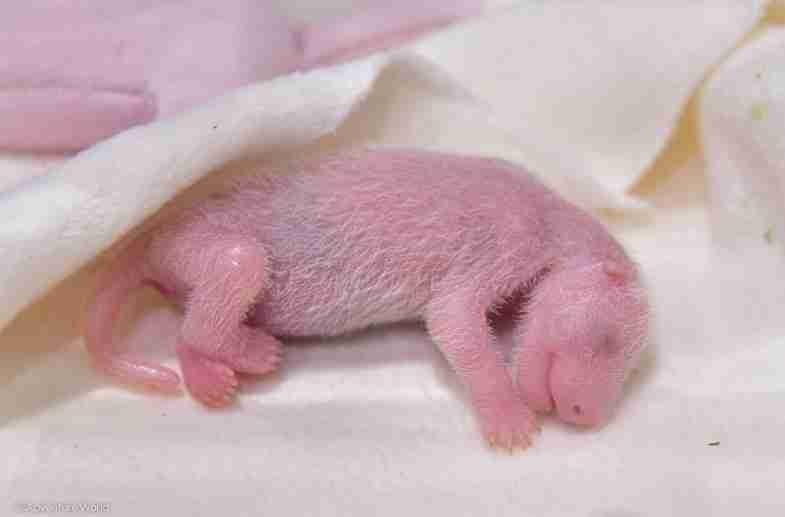 newborn pandas cannot see colors