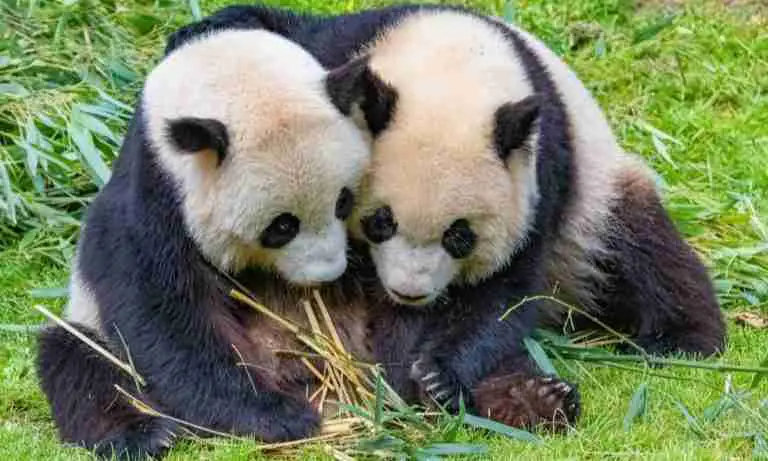 Are All Pandas Born Female