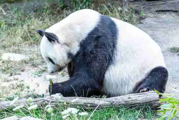 Fat Giant Panda Eating Bamboo Sprouts