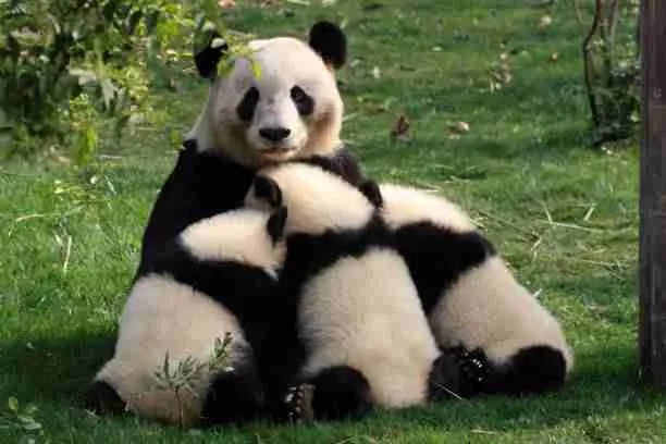 Female Panda with Cubs