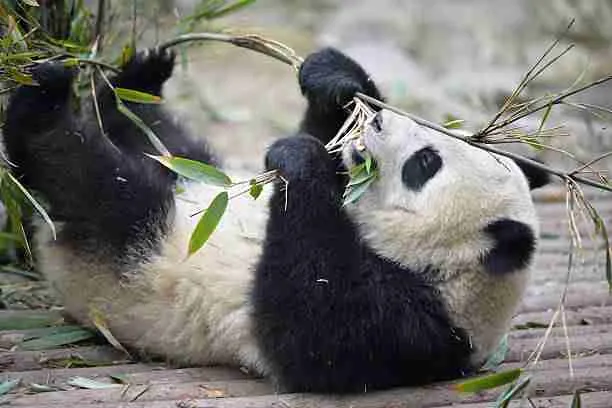 Panda Lying Down and Eating Bamboo