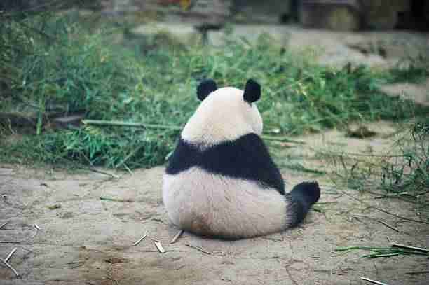 Young Panda Sitting Alone on the Zoo Floor