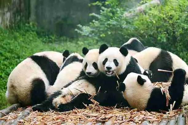 Group of Giant Pandas Eating Bamboo - An Embarrassment of Pandas
