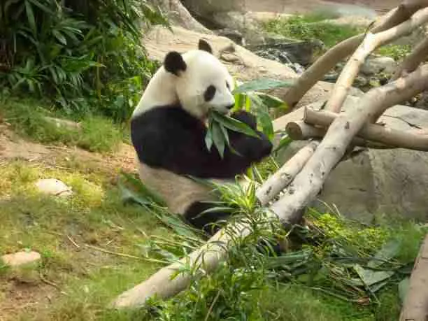 Fat Giant Panda Eating Bamboo Leaves