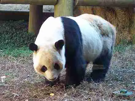 A Male Giant Panda