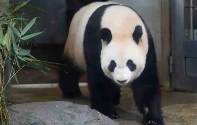 A Female Giant Panda