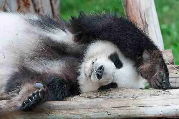 Giant Panda Sleeping