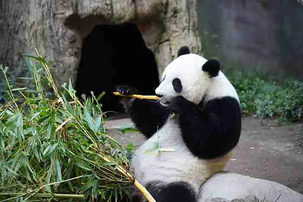 Giant Panda Eating Bamboo