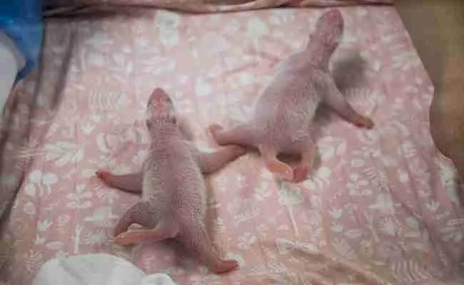New Born Pink Baby Pandas