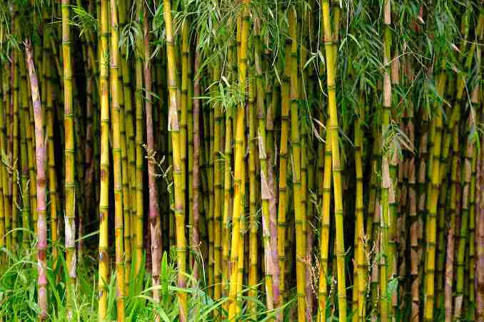 Photo of a bamboo
