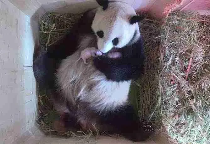 Photo of a mother panda carrying and taking care of her babies.