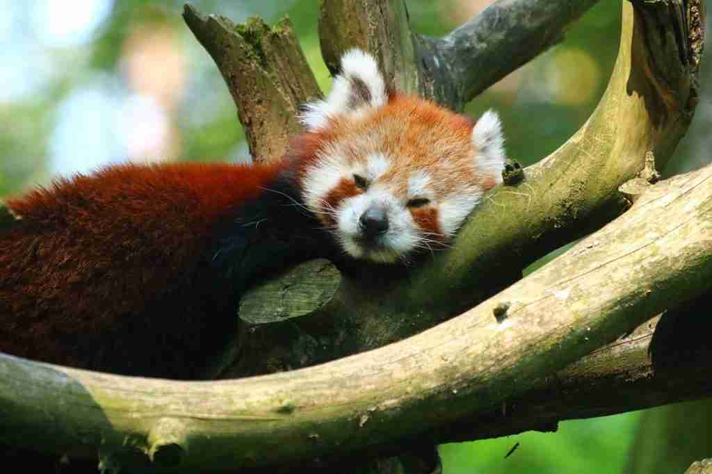 A Red Panda Sleeping Alone On The Tree
