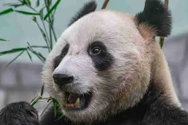 Giant Pandas Teeth