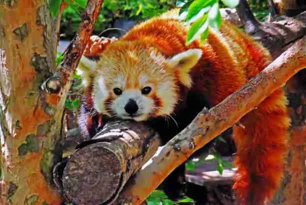 Red Panda Beautiful Fur Blending with the Tree