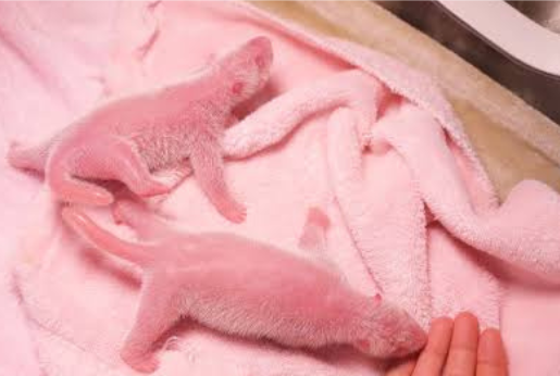 Photo of two baby pandas delivered at once.