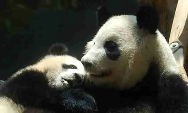 Mother Giant Panda With Her Young Cub