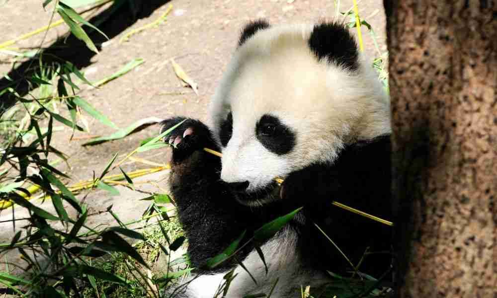 How Does Baby Pandas Eat