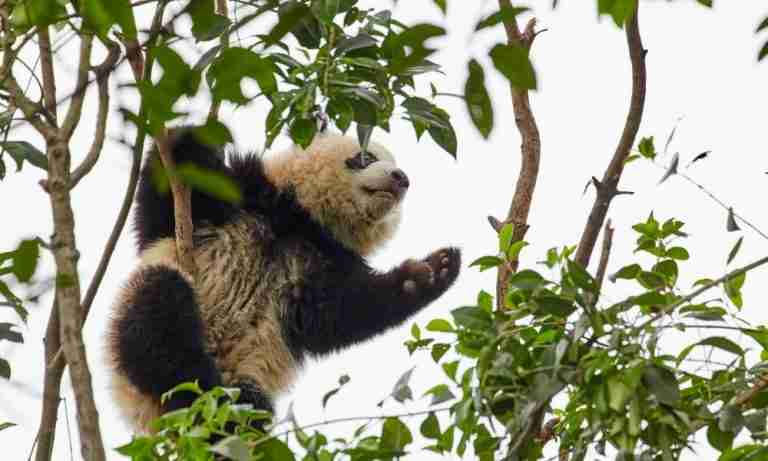 5-key-roles-of-pandas-in-the-ecosystem-4-is-my-favorite