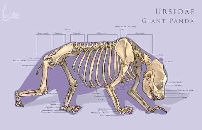 A Panda's Skeletal System