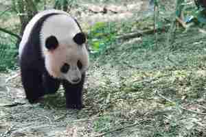 5 Key Roles of Pandas In The Ecosystem? (#4 Is My Favorite!)