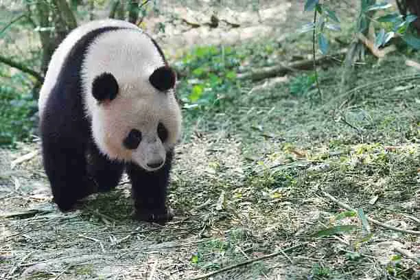 Giant Panda Moving Around in its Habitat
