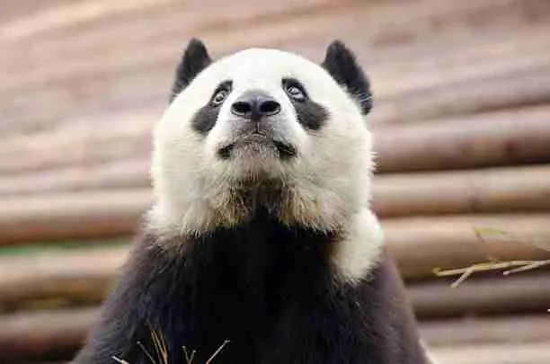 A Giant Panda's Face with Unique Black and White Color