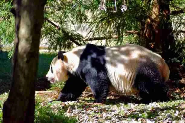 Giant Panda's Black body Parts Blending with the Shaded Environment