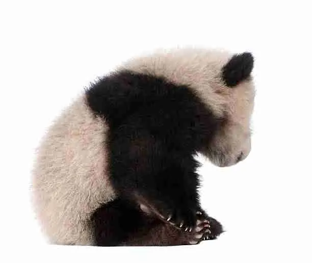 A Giant Panda's Unique Black and White Fur