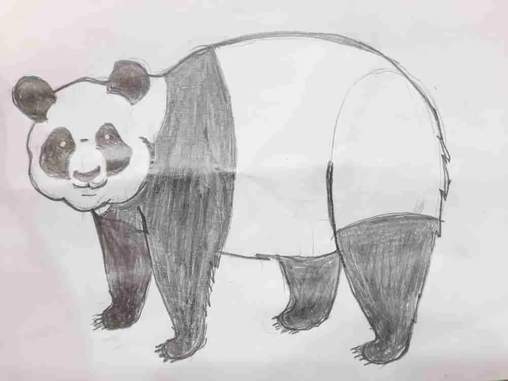 Full Giant Panda Drawing - Final Step
