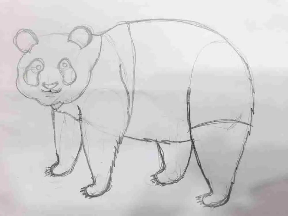 Drawing a Giant Panda - Step 8