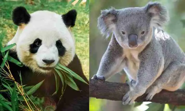Giant Panda & Koala Relationship