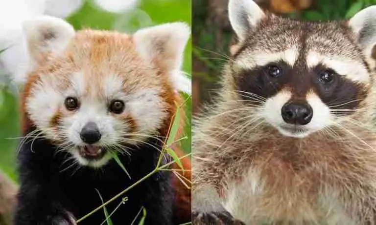 Red Panda and Racoon Relationship