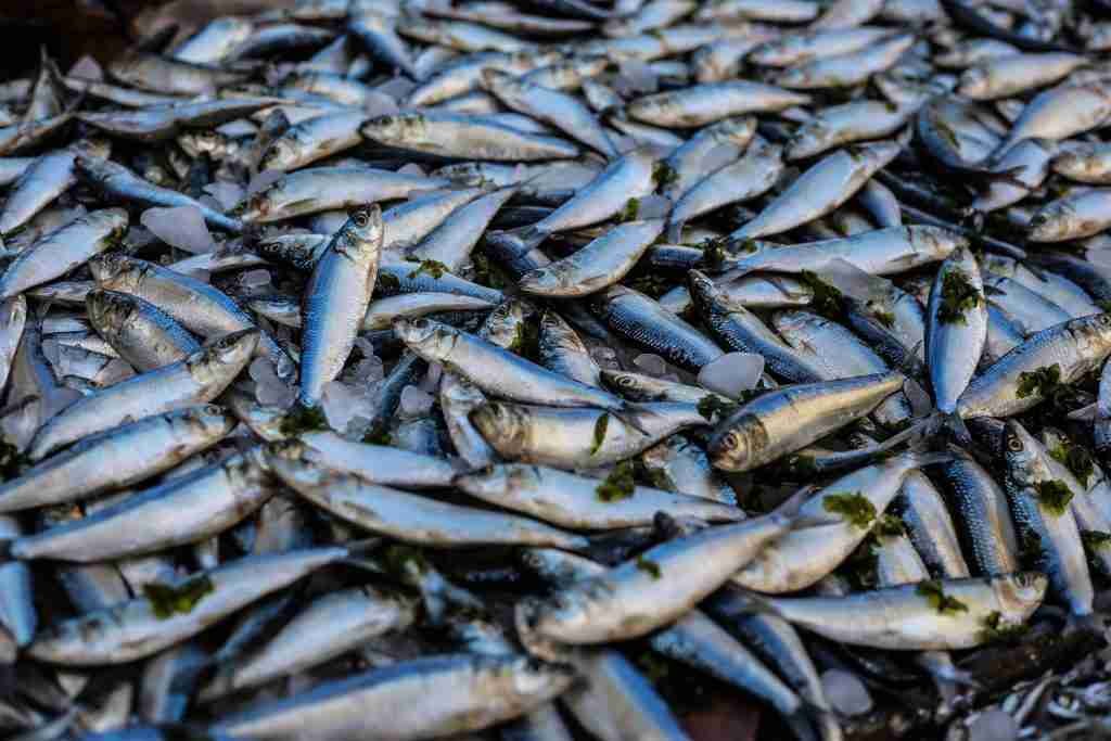 A picture of fishes as a rare food of giant pandas