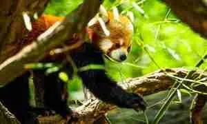 Do Red Pandas Eat Bamboo? (A Complete Beginner's Guide!)