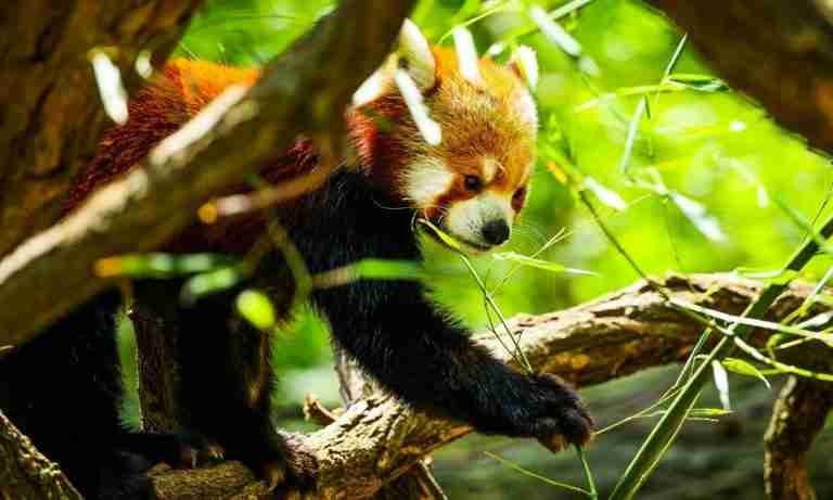 Do Red Pandas Eat Bamboo