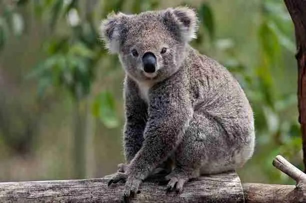 Koala - A Marsupial of the Phascolarctidae Family of Mammals