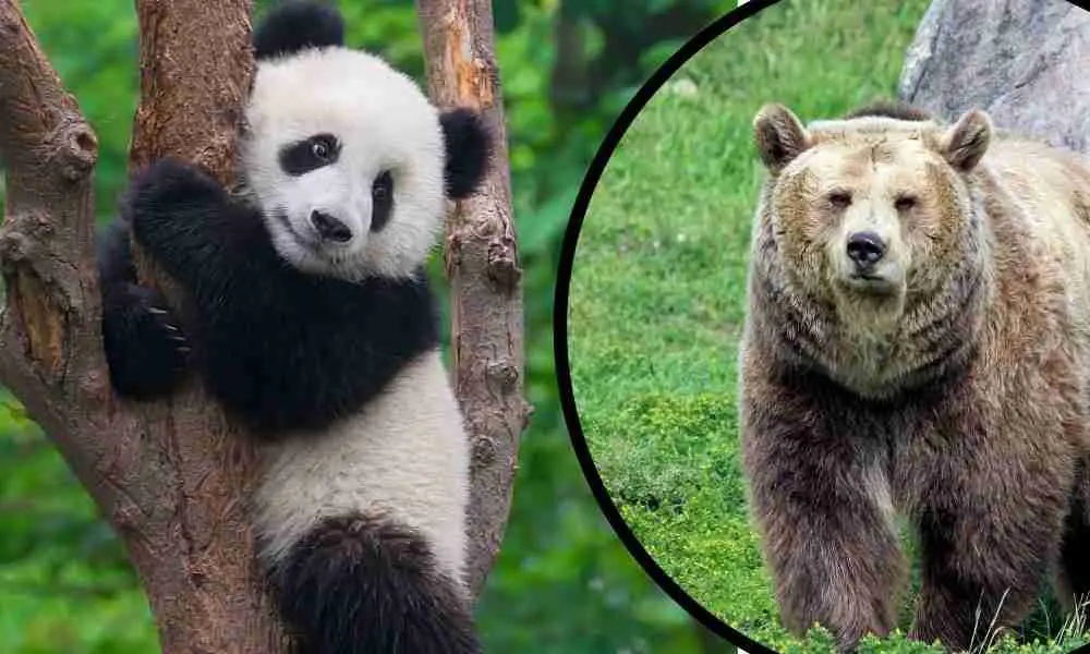 Panda and Bear Relationship