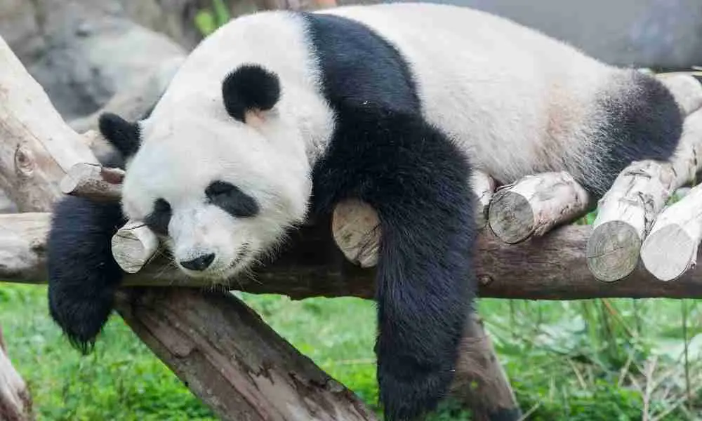 Panda Snoozing Around
