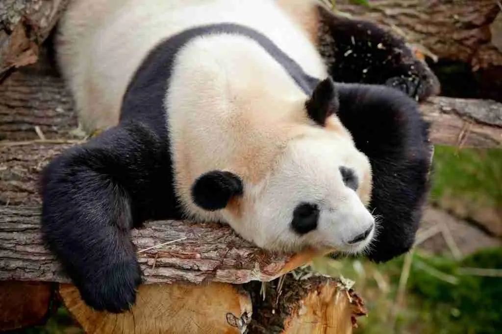 A picture of a lazy panda showing how laziness is a factor of clumsy and dopey panda